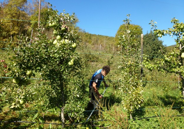 zumo_suc_ribagorsenes_manzana_poma_ecologica_ribagorza_Pirineu_Slow_food-2015-04