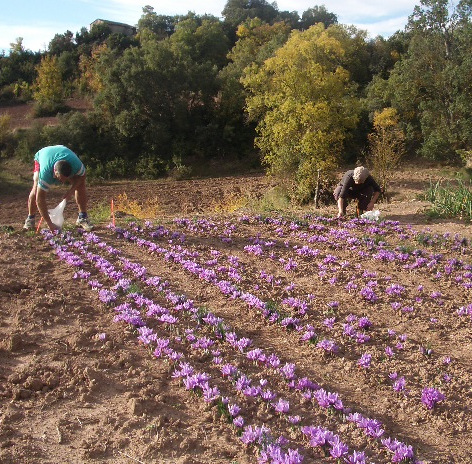 safran_azafran_estaña_ribagorza_Pirineu_Slow_food-2015-03