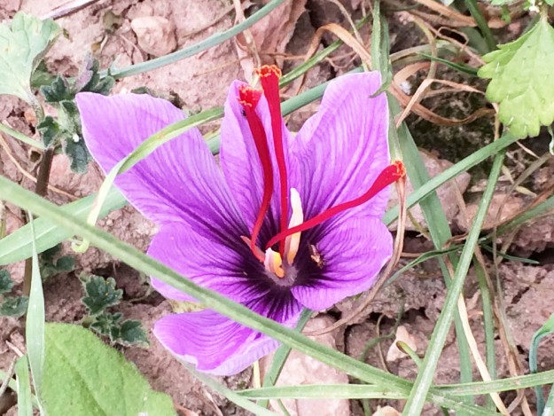 safran_azafran_estaña_ribagorza_Pirineu_Slow_food-2015-04